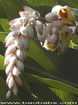 Alpinia zerumbet